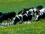 На Дніпропетровщині за 10 місяців 2012 року більше 9 тис сімей отримали державну підтримку на утримання великої рогатої худоби