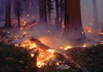 У зв’язку з тривалою спекою в Україні існує ризик виникнення лісових пожеж
