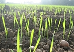 Олександр Вілкул: «На Дніпропетровщині завершено посівну кампанію озимини під урожай 2013 року»
