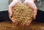 Запасів продовольчого зерна на Дніпропетровщині вистачить, щоб забезпечити хлібопекарські підприємства борошном до 2013 