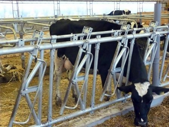 На Дніпропетровщині відкрита перша в Україні сучасна інноваційна демонстраційна молочна ферма сімейного типу (фото)