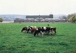 На Дніпропетровщині відкрито ще дві молочні ферми сімейного типу на 30 корів