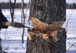 За завданням Олександра Вілкула на Дніпропетровщині тривають рейди щодо захисту хвойних лісів від незаконної вирубки