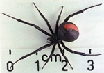 Обережно! На Нікопольщині водяться отруйні павуки