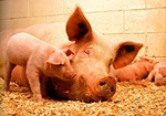 Цього року на Дніпропетровщині планується збільшити поголів’я свиней на 50 тис голів