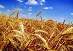 Губернатор поставив завдання засіяти зерновими не менше 60% від загальної площі посівів